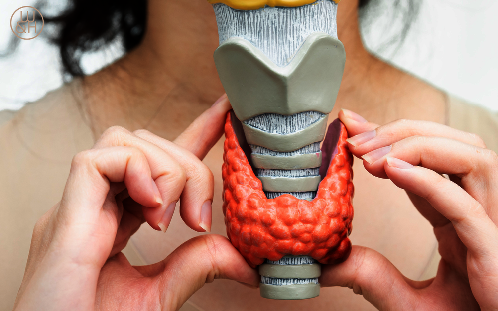 Hals über Kopf: Schilddrüse und Fruchtbarkeit